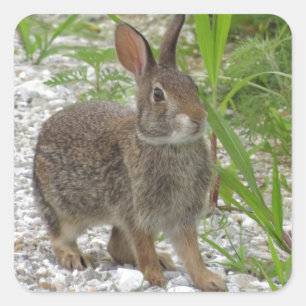 Waldkaninchen-Kaninchen Quadratischer Aufkleber