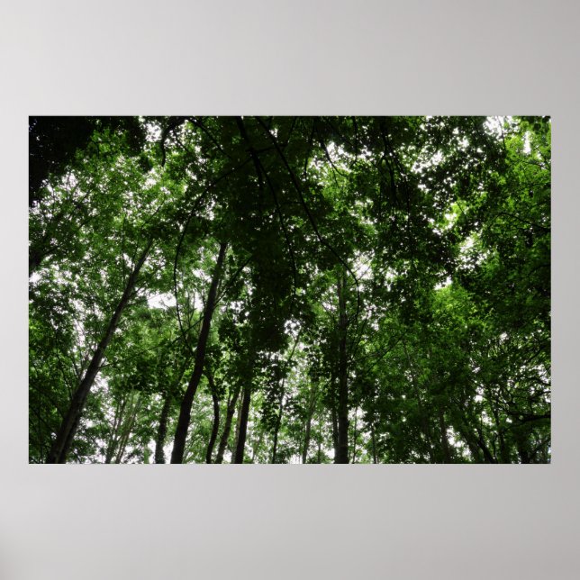 Waldkanopie 01 poster (Vorne)