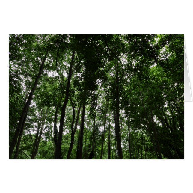 Waldkanopie 02 (Vorderseite (Horizontal))