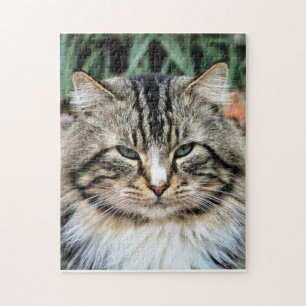Waldkatze Herausforderndes Foto