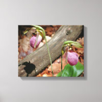 Waldland Pink Wilde Lady Slipper Orchid Blume