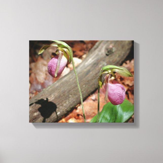 Waldland Pink Wilde Lady Slipper Orchid Blume Leinwanddruck (Vorderseite)