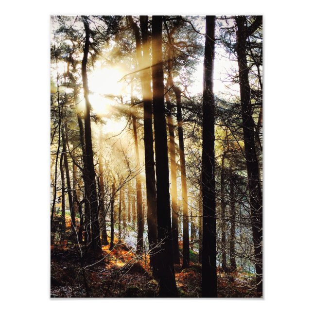 Waldland-Sonnenaufgangslandschaft, Plakat Fotodruck (Vorne)