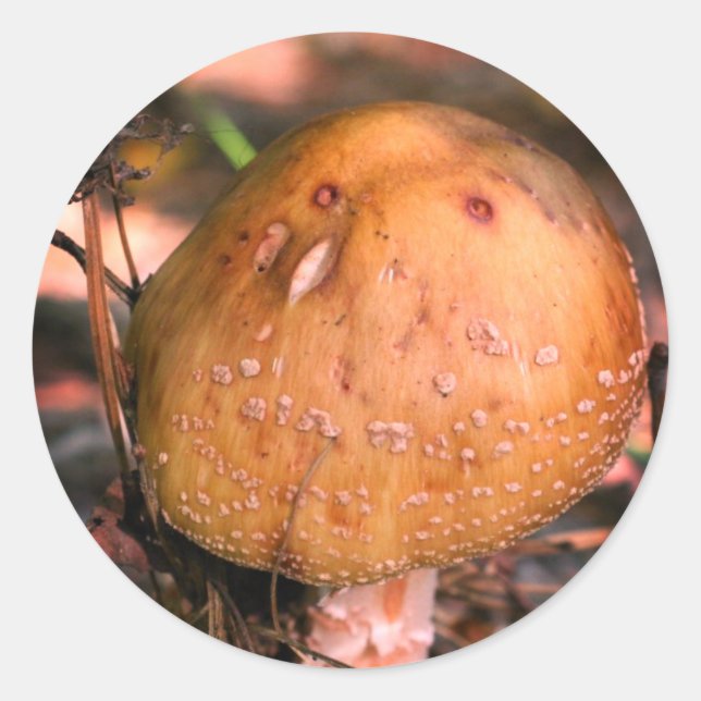 Waldland Wild Pilz Natur Runder Aufkleber (Vorderseite)