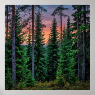 Waldlandschaft bei Sonnenuntergang mit üppigem Grü Poster