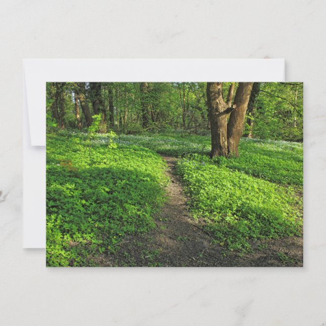Waldlandschaft. Blackweir Woods, Cardiff Karte (Vorderseite)