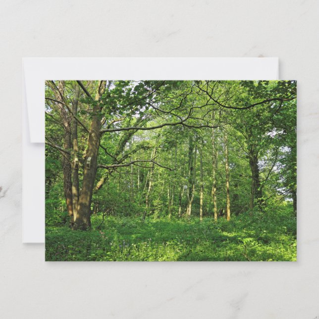 Waldlandschaft. Blackweir Woods, Cardiff Karte (Vorderseite)