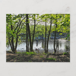 Waldlandschaft. Blackweir Woods, Cardiff Postcard Postkarte