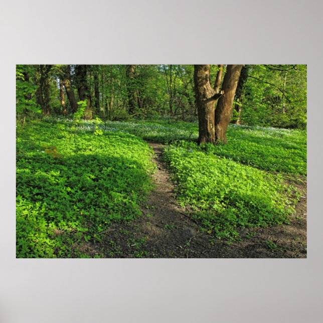 Waldlandschaft. Blackweir Woods, Cardiff Poster (Vorne)
