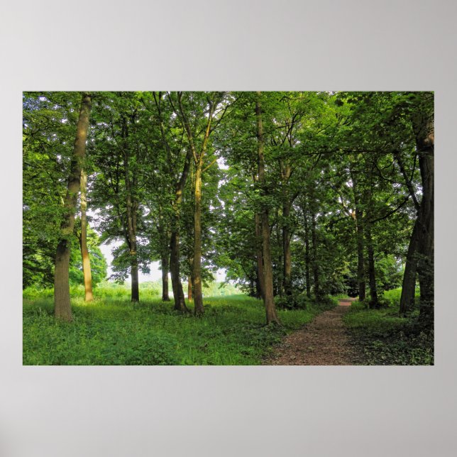 Waldlandschaft. Blackweir Woods, Cardiff Poster (Vorne)