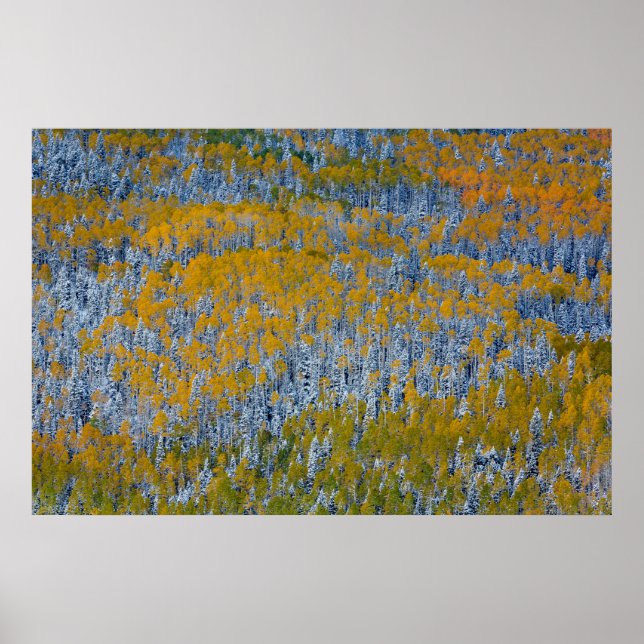 Waldlandschaft im Herbst Poster (Vorne)