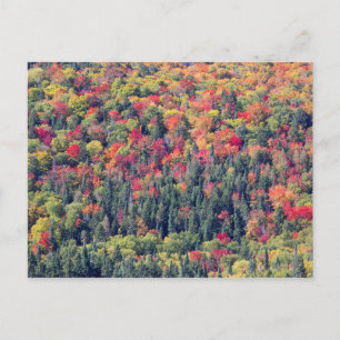 Waldlandschaft im Herbst Postkarte