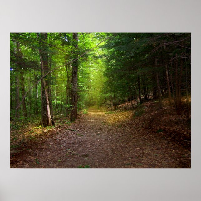 Waldlicht Poster (Vorne)