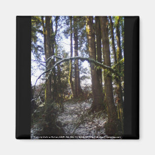 Waldlichter im Schnee #32 Magnet