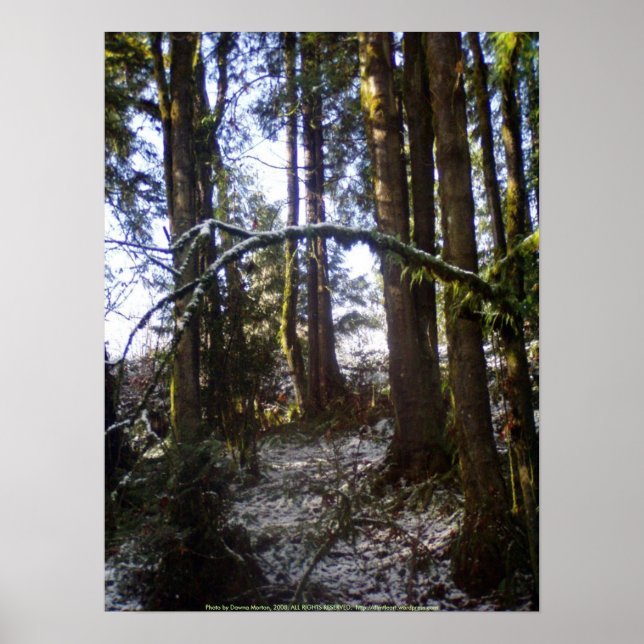 Waldlichter im Schnee #32 Poster (Vorne)