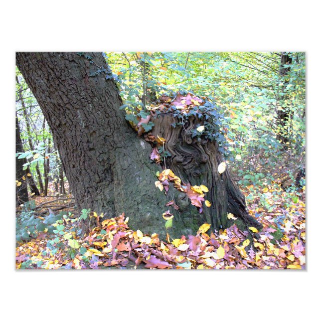 Waldmärchen Fotodruck (Vorne)