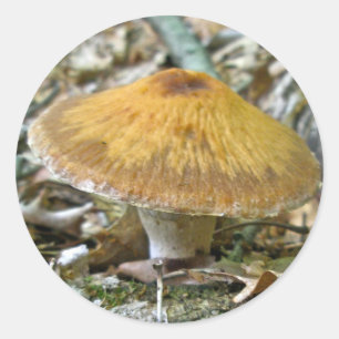 Waldmushrooms zur Koordination von Elementen Runder Aufkleber