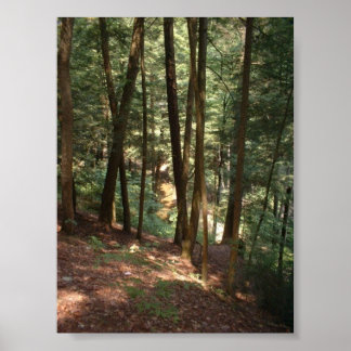 Waldparadies Poster