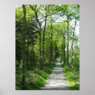 Waldpfad in teilweisem Sonnenlicht Foto Poster Art