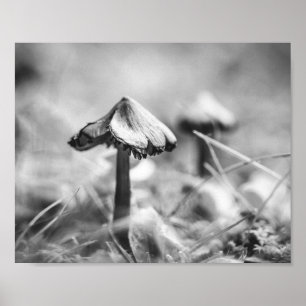 Waldpilz Schwarz-Weiß-Natur Archivbild Poster