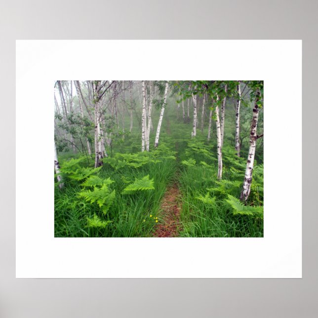 Waldposter Poster (Vorne)