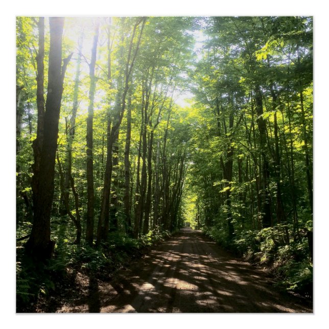 Waldposter Poster (Vorderseite)