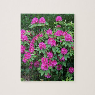 Waldrhododendron