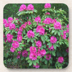 Waldrhododendron Untersetzer