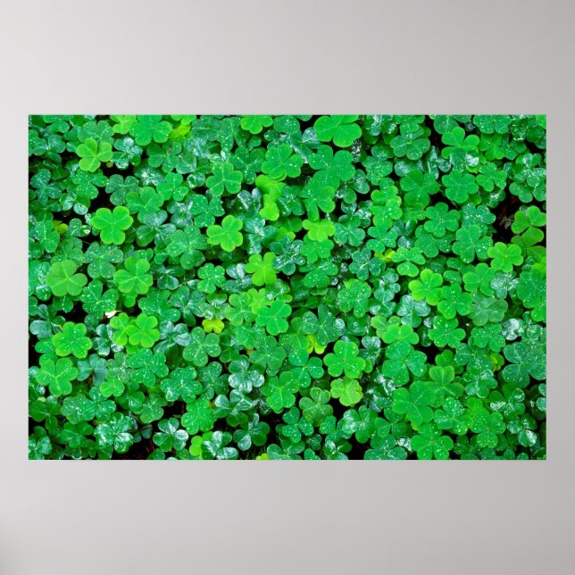 Waldsauerklee im Frühling Poster (Vorne)