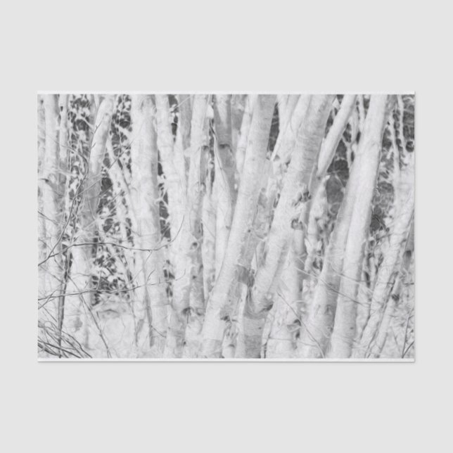 Waldschwarz-weiße Birkenbäume Seidenpapier (Vorderseite)