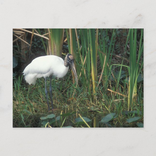 Waldstorch im Nationalpark Everglades Postkarte (Vorderseite)