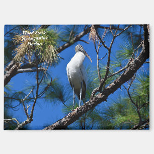 Waldstorch im wilden St. Augustine, Florida Magnet