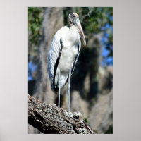 Waldstorch in der Wildnis