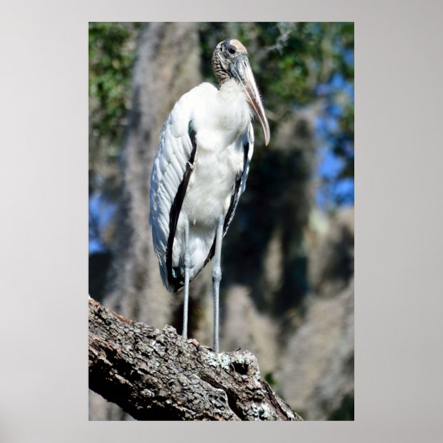 Waldstorch in der Wildnis Poster (Vorne)