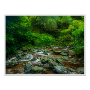 Waldstrom im üppigen Wald (Dargle River) Poster