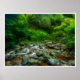 Waldstrom im üppigen Wald (Dargle River) Poster
