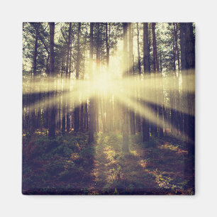 WaldSunbeams Magnet