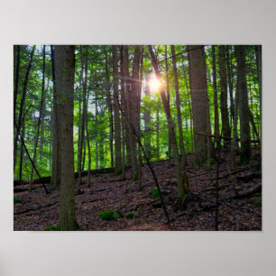 Waldsunrise Poster