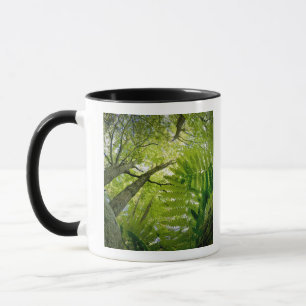 Waldszene im Acadia National Park, Maine. Tasse