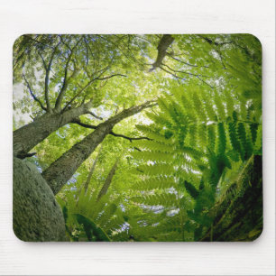 Waldszene im Acadia Nationalpark, Maine. Mousepad