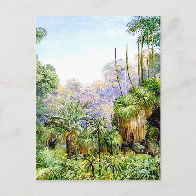 Waldszene in Westaustralien, Postkarte (Vorderseite)