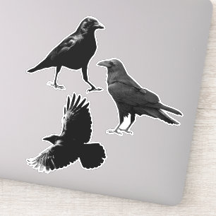 Waldtier 3 Schwarze Raven Vögel Fliegende Krähen Aufkleber