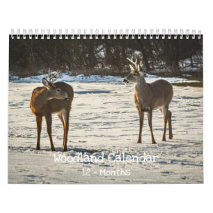 Waldtiere Natur  Kalender
