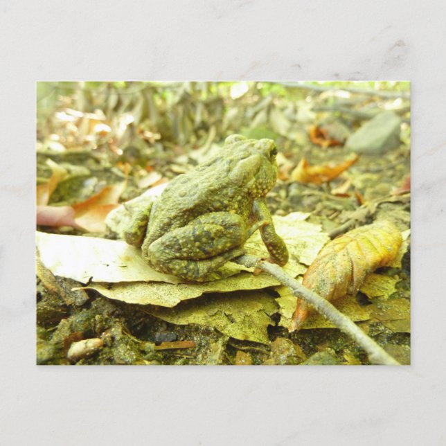 Waldtoad Postkarte (Vorderseite)