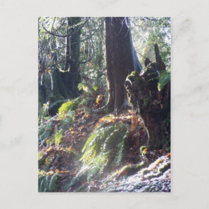 Waldtroll im Schnee #2 Postkarte