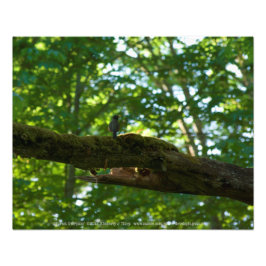 Waldüberpass Fotodruck