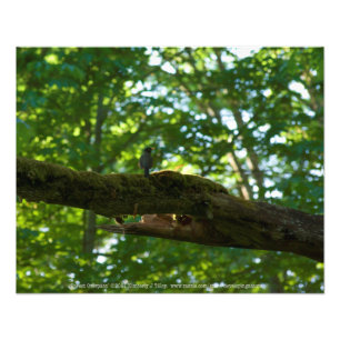 Waldüberpass Fotodruck