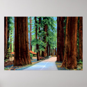 Waldung Humboldt County Eurekas Kalifornien Poster