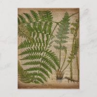 Waldwaldblätter, französischer botanischer Printfa