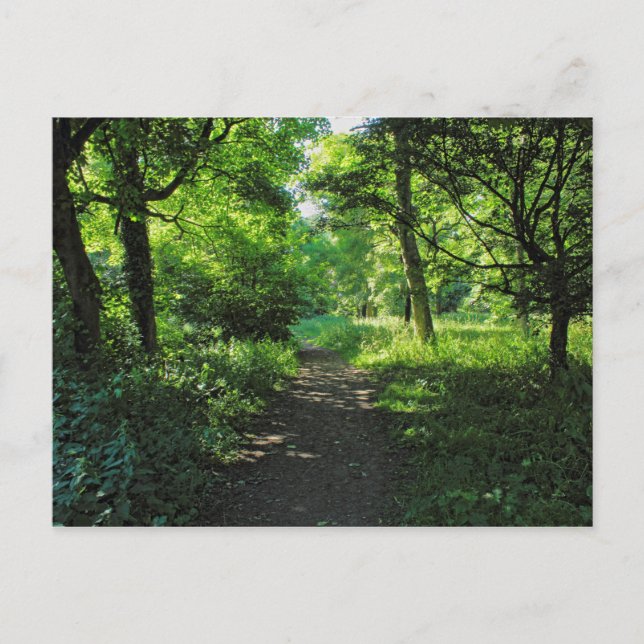 Waldweg. Blackweir Woods, Cardiff, Wales. Postkarte (Vorderseite)
